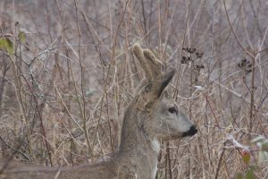 roe-deer-1154927_960_720